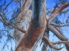 Murray River Red Gum (2016)