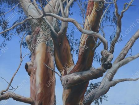 River Red Gum