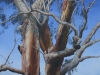 River Red Gum (2016)