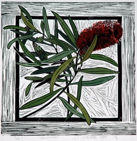 CALLISTEMON